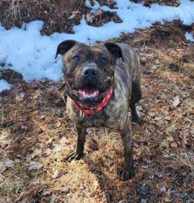 Stella, a Adoptable mixed breed in Sharon, CT image 2/5