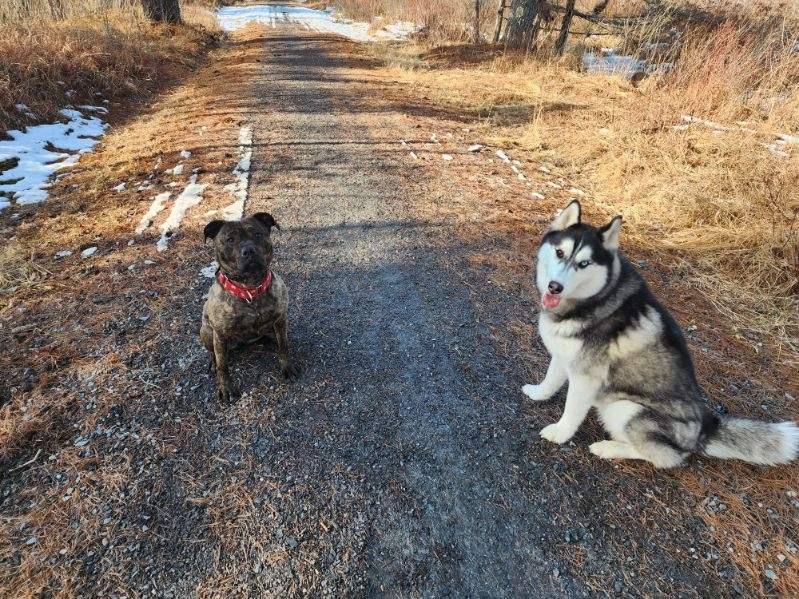 Stella, a Adoptable mixed breed in Sharon, CT image 3/5
