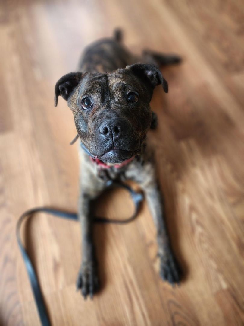 Stella, a Adoptable mixed breed in Sharon, CT image 5/5