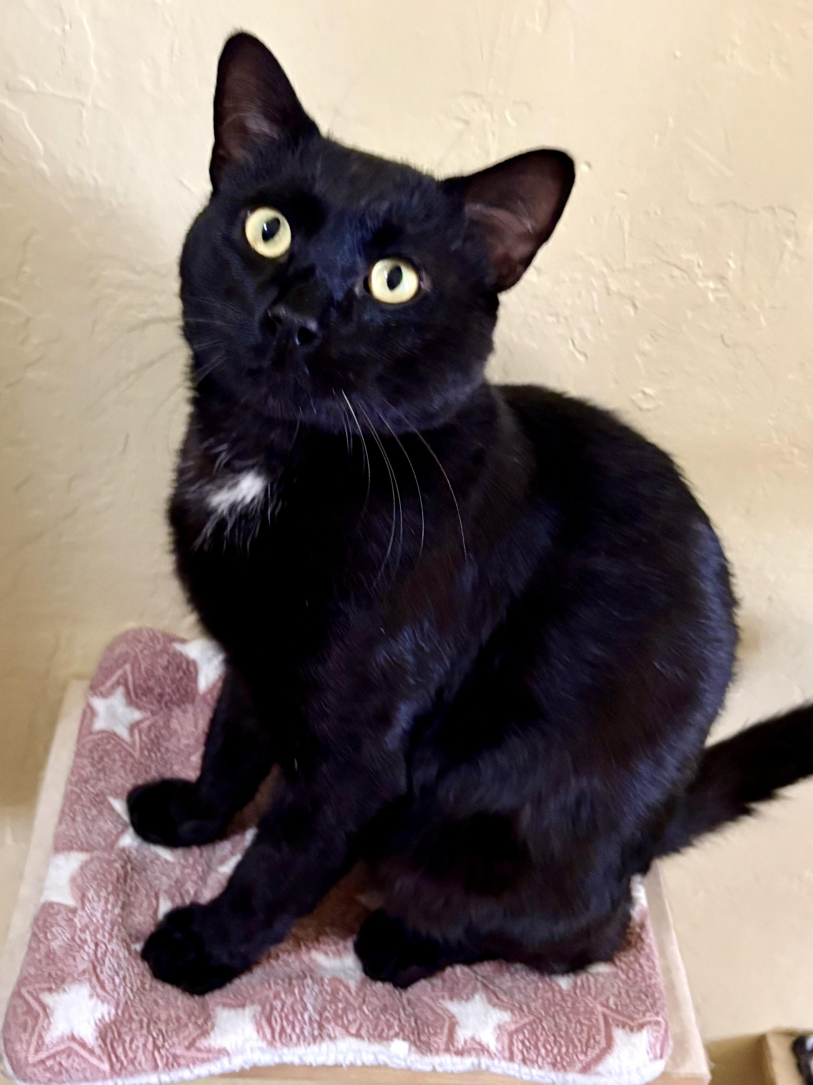 Enlarge DUSTY, a ADOPTABLE American Shorthair in Prescott, AZ image 3/5