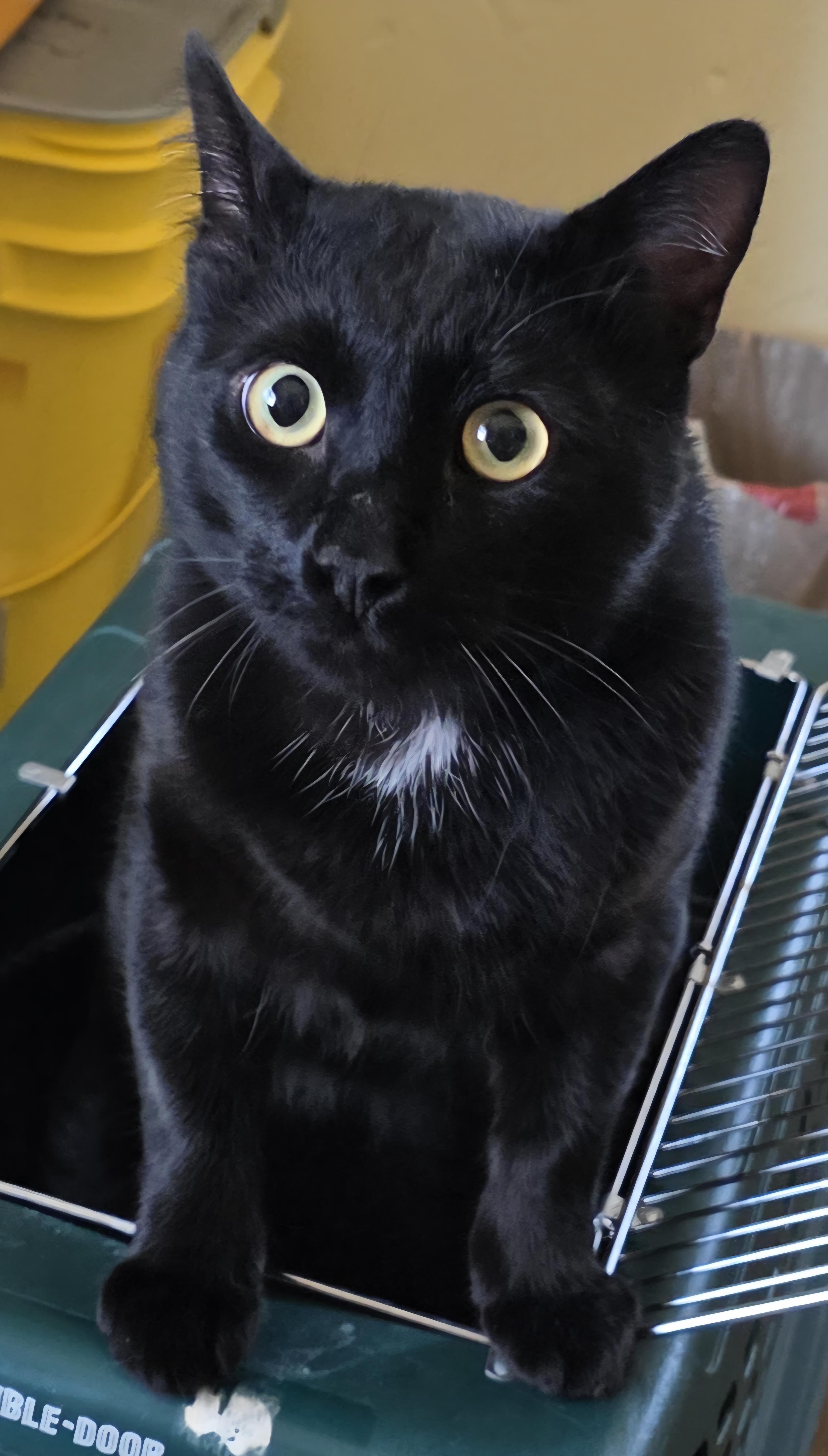 Enlarge DUSTY, a ADOPTABLE American Shorthair in Prescott, AZ image 2/5