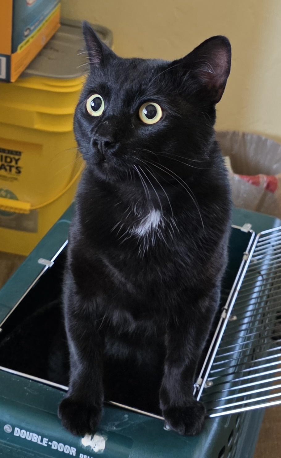 Enlarge DUSTY, a ADOPTABLE American Shorthair in Prescott, AZ image 5/5