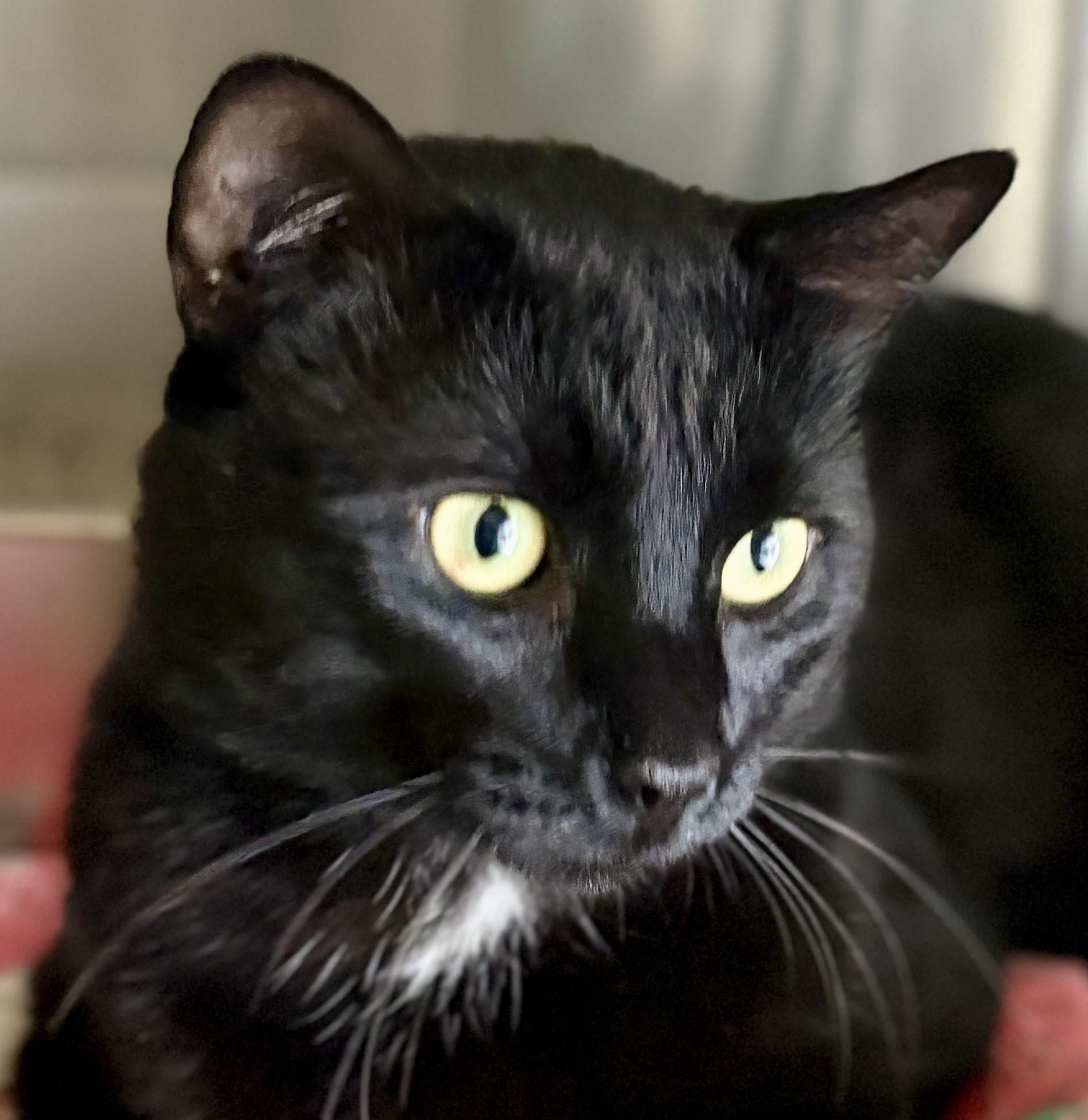 Enlarge DUSTY, a ADOPTABLE American Shorthair in Prescott, AZ image 4/5