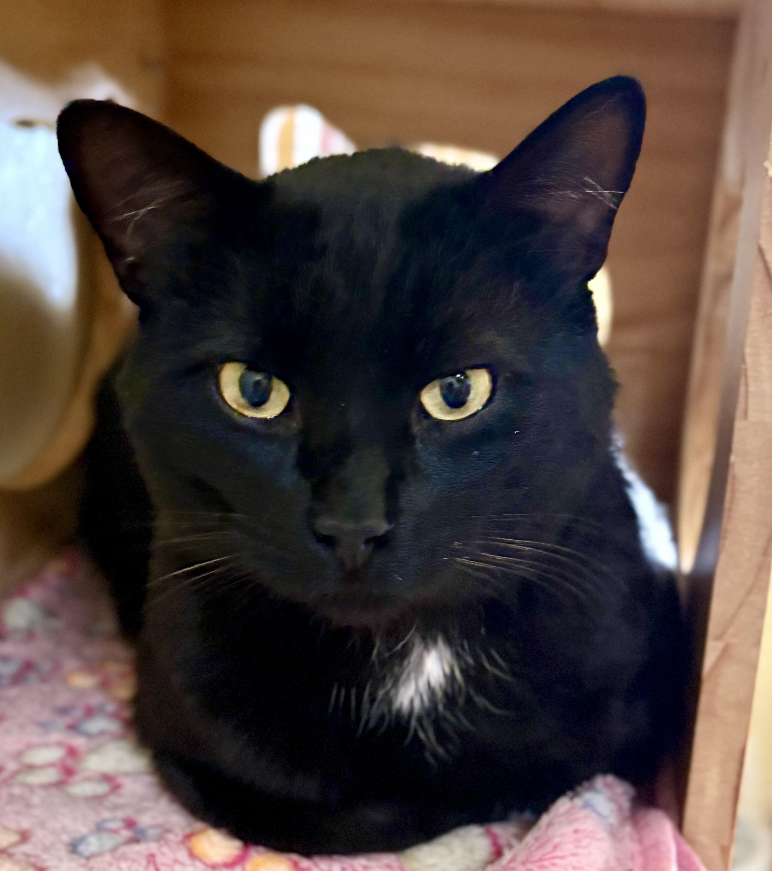DUSTY, ADOPTABLE, Adult Male American Shorthair.