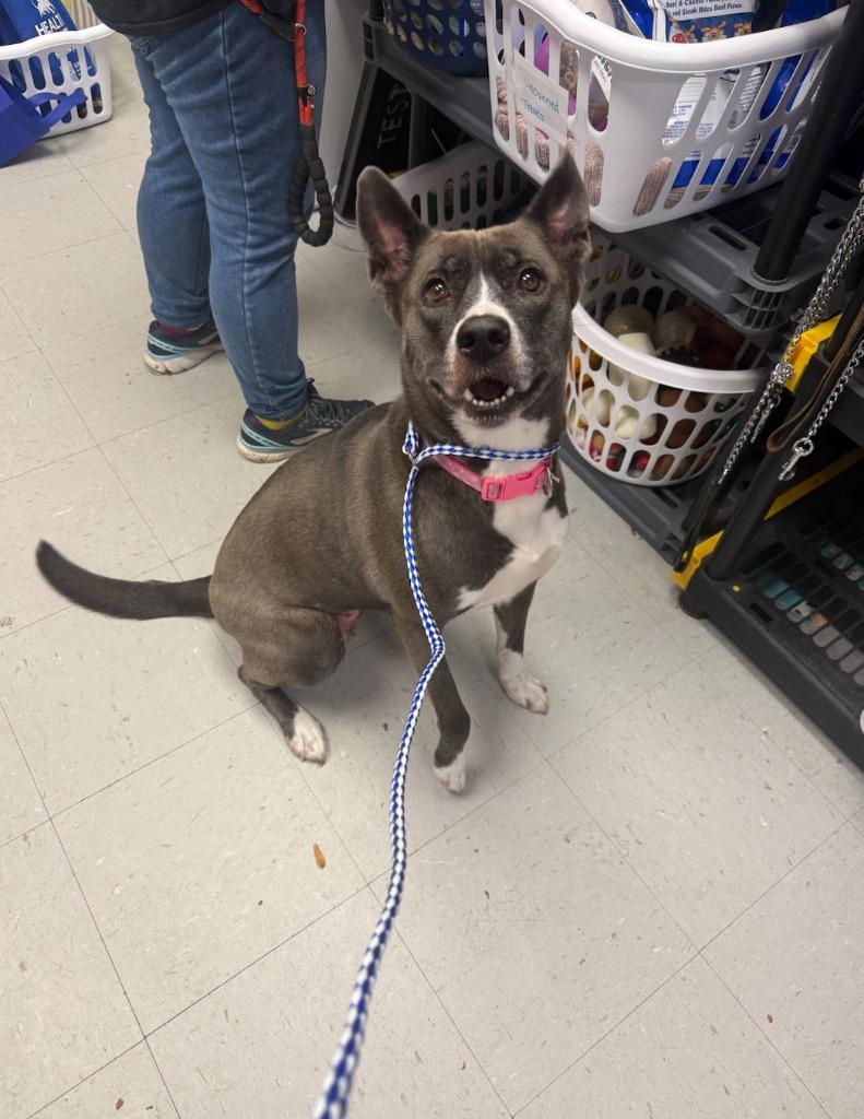 Enlarge Athena, a Adopted mixed breed in Liverpool, NY image 1/4