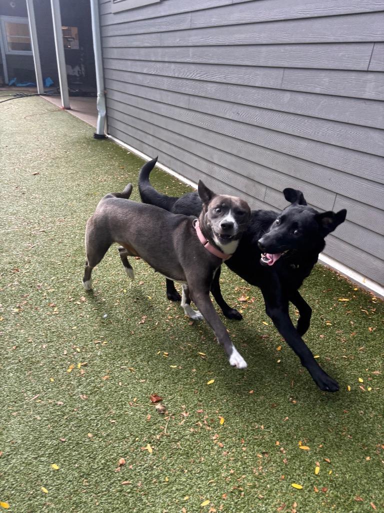 Enlarge Athena, a Adopted mixed breed in Liverpool, NY image 2/4