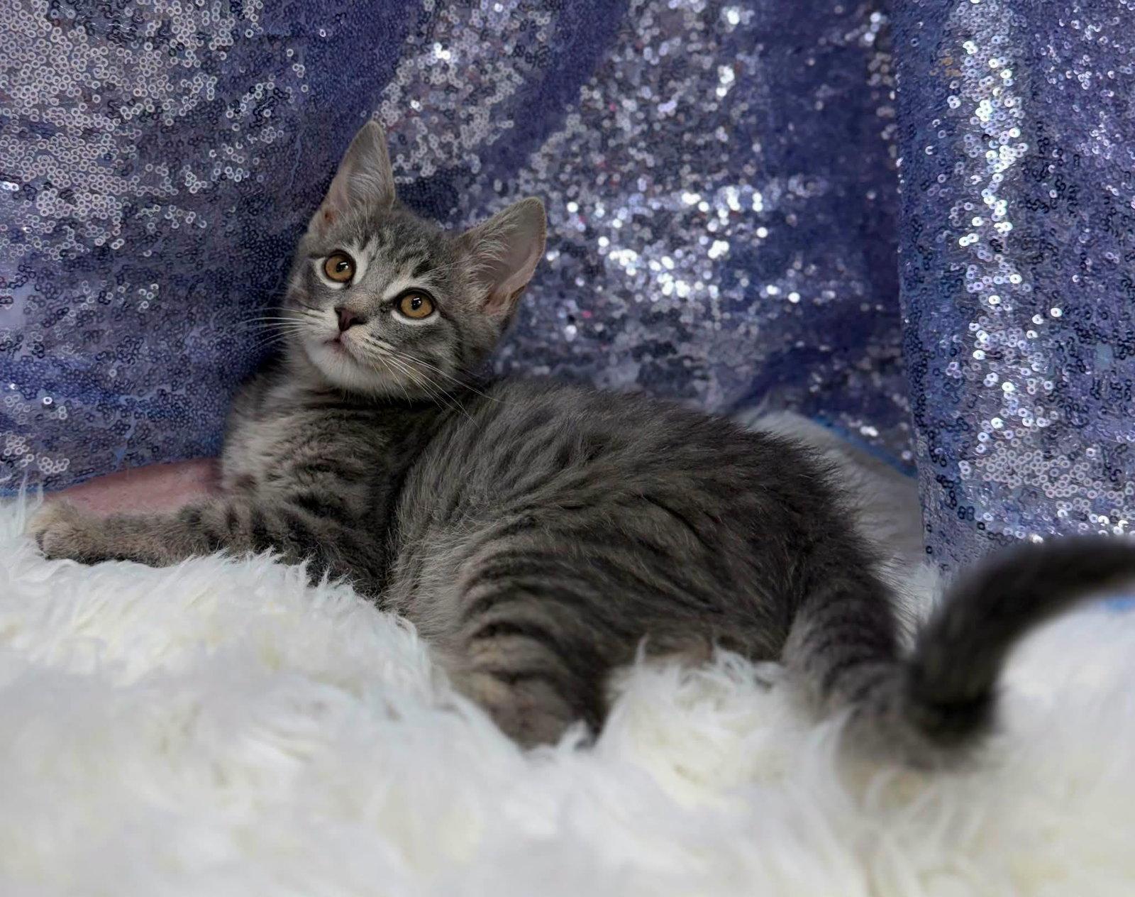 Pilot, Adopted, Young Male Domestic Short Hair.