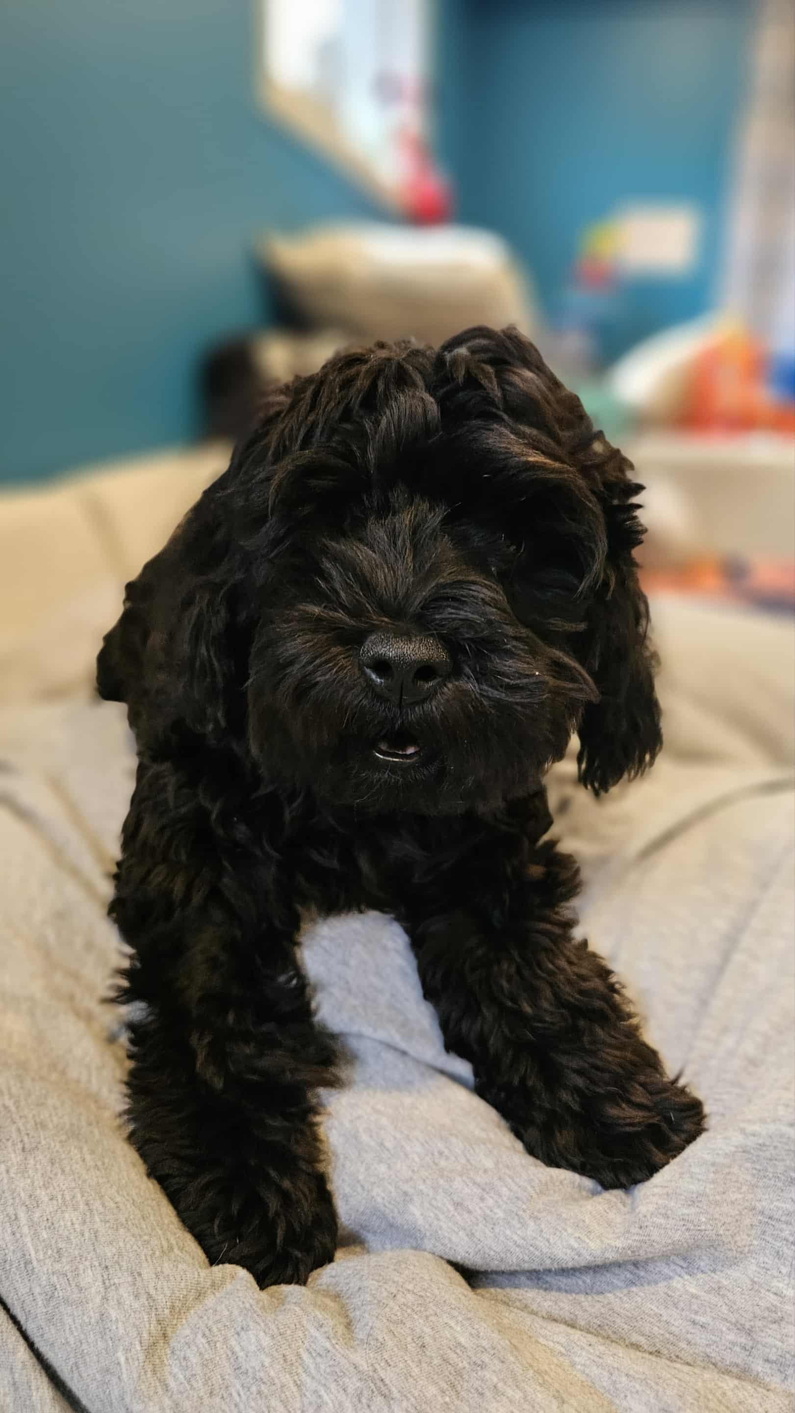 Tony, Adopted, Puppy Male Miniature Poodle.