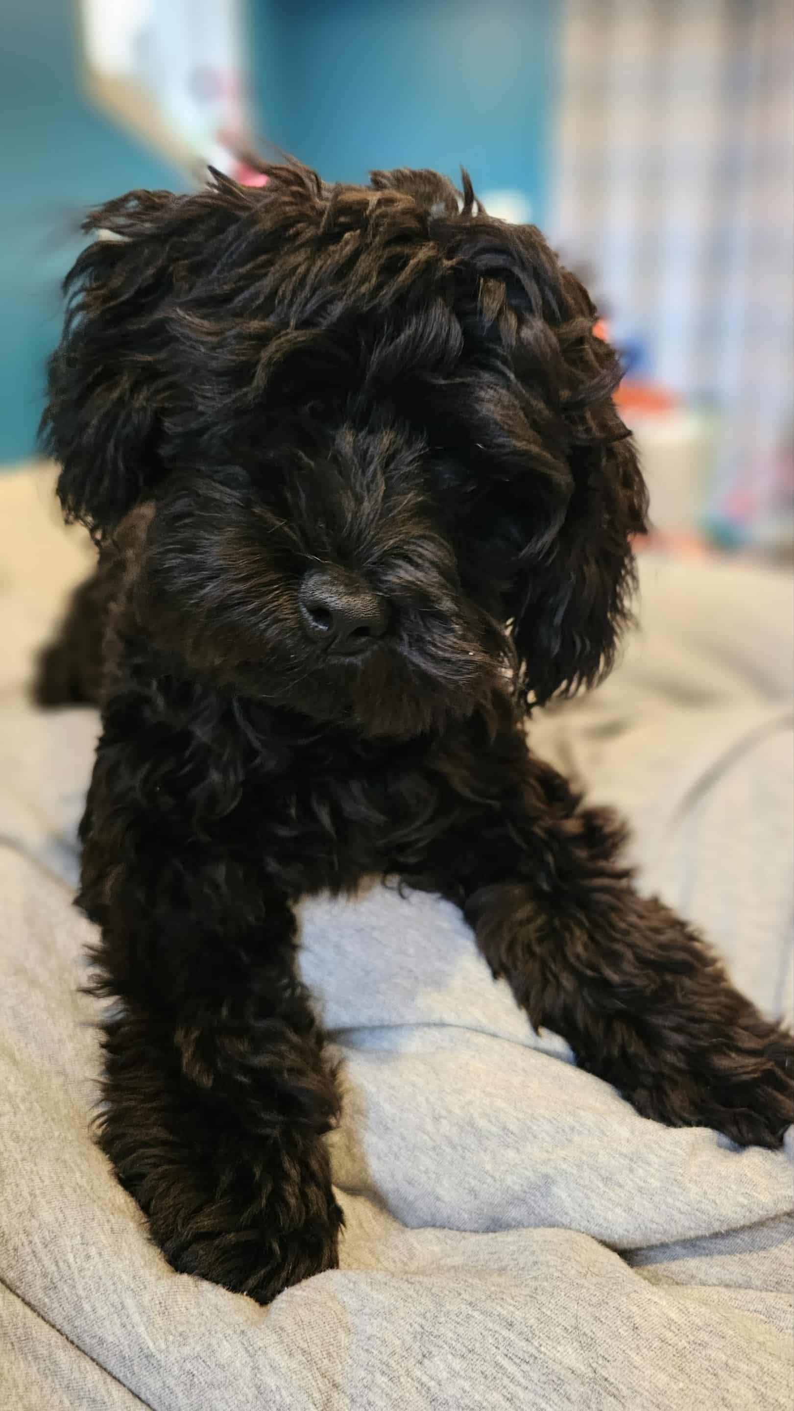 Enlarge Tony, a Adopted mixed breed in Appin, ON image 2/3