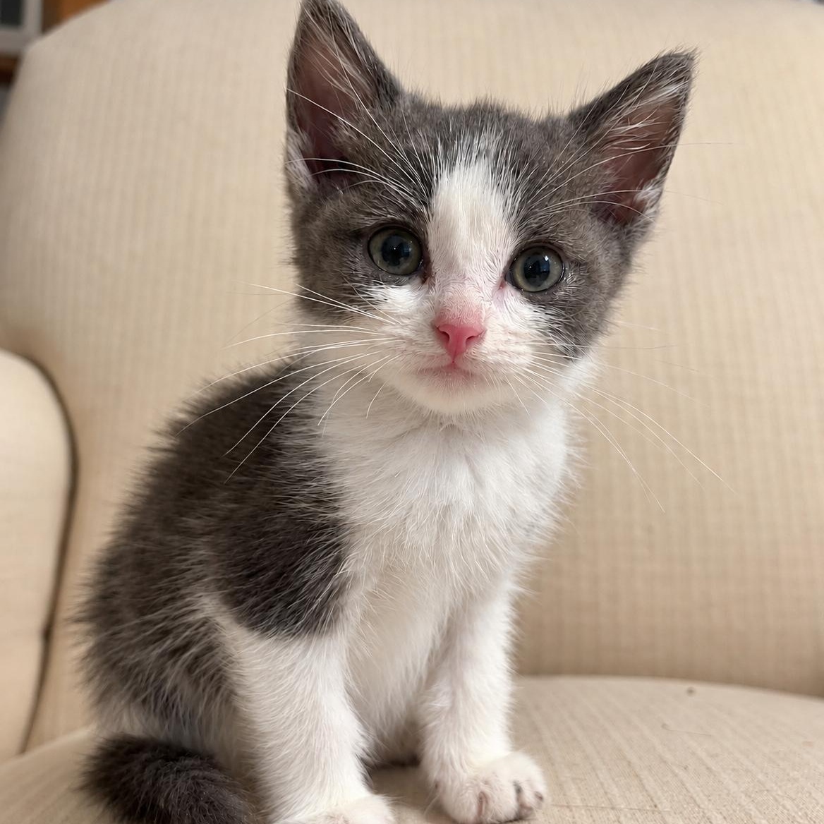 Pebbles, Adopted, Kitten Male Tuxedo.
