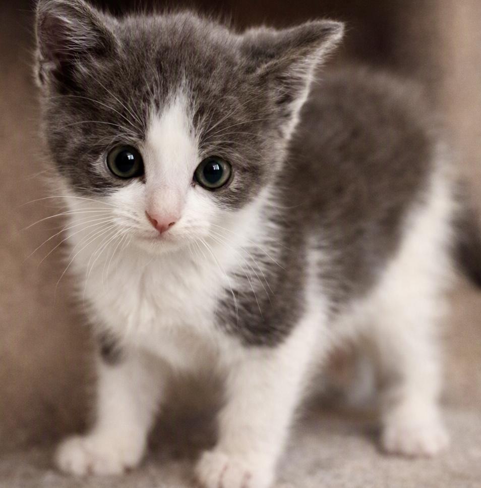 Enlarge Pebbles, a Adoptable Tuxedo in Bethel, CT image 3/5