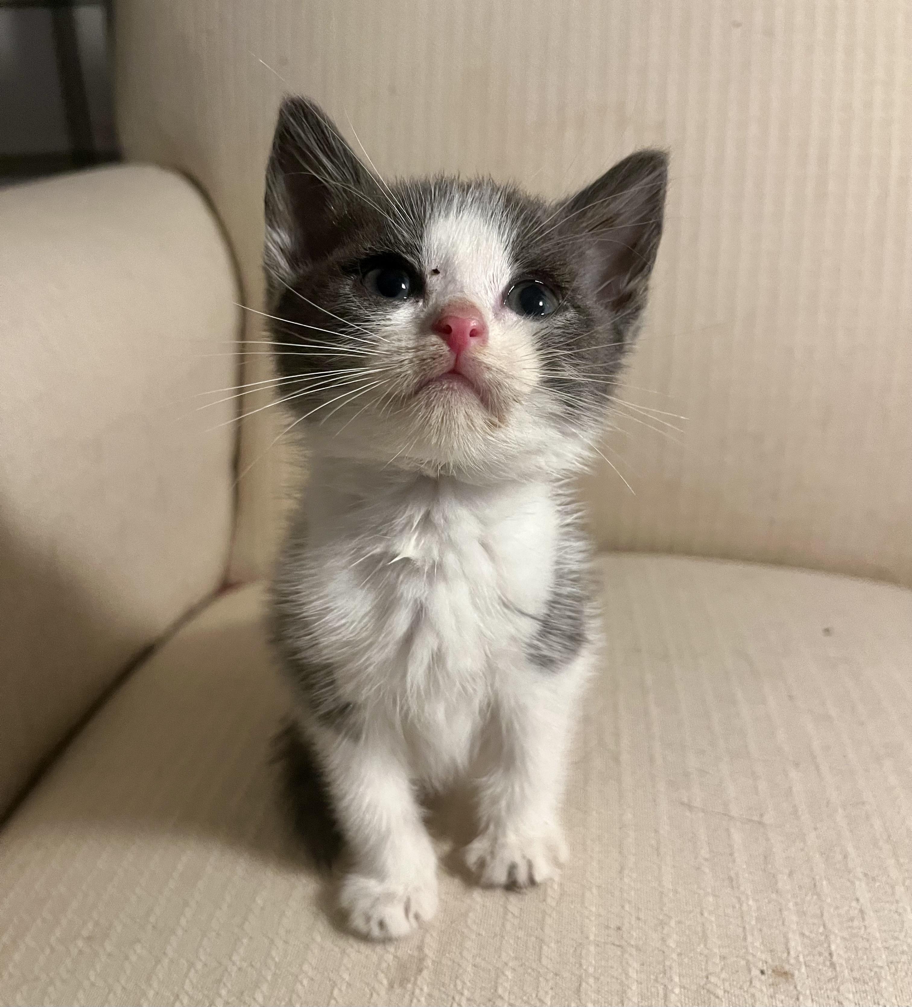 Enlarge Pebbles, a Adoptable Tuxedo in Bethel, CT image 4/5