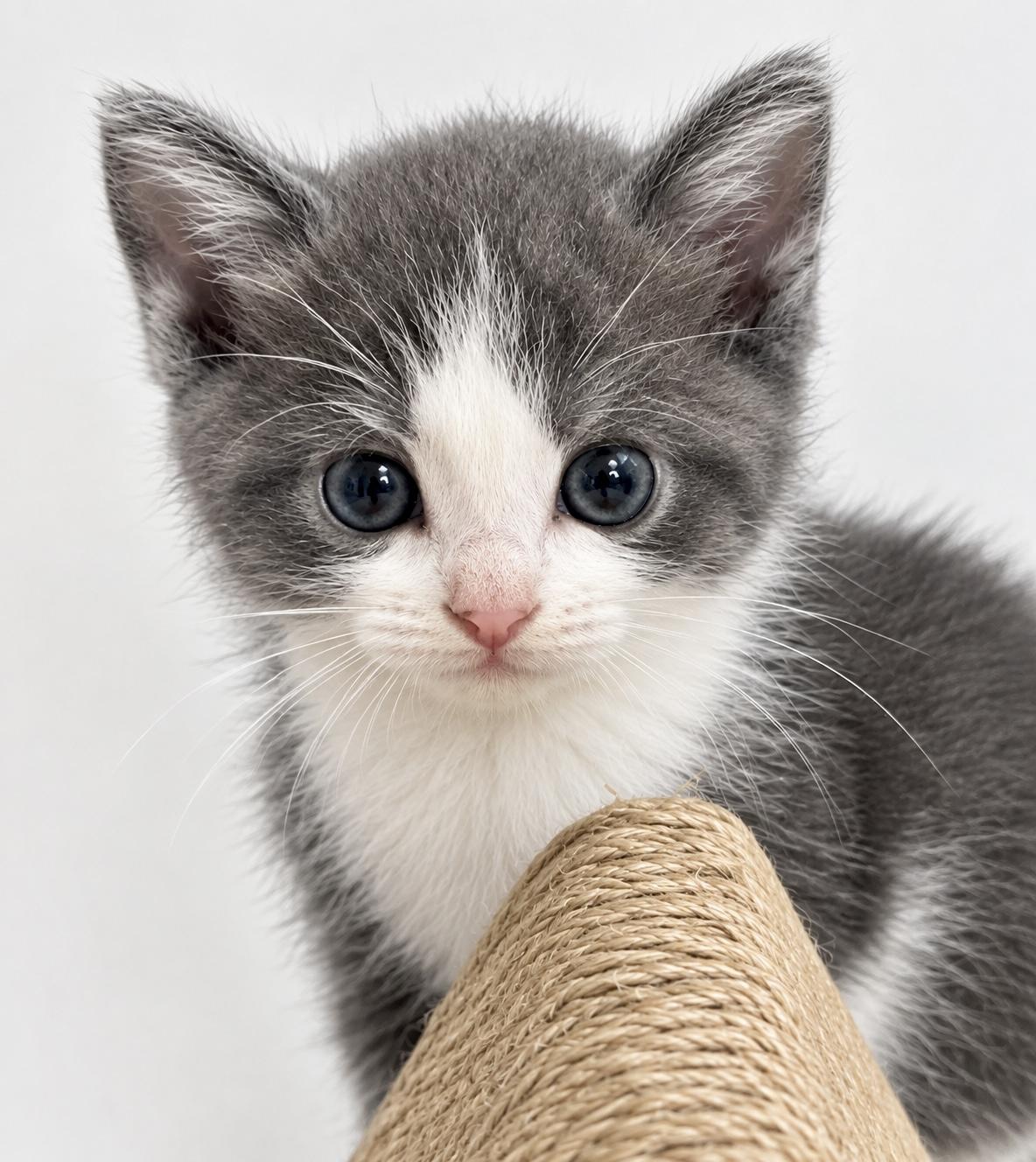 Enlarge Pebbles, a Adoptable Tuxedo in Bethel, CT image 5/5