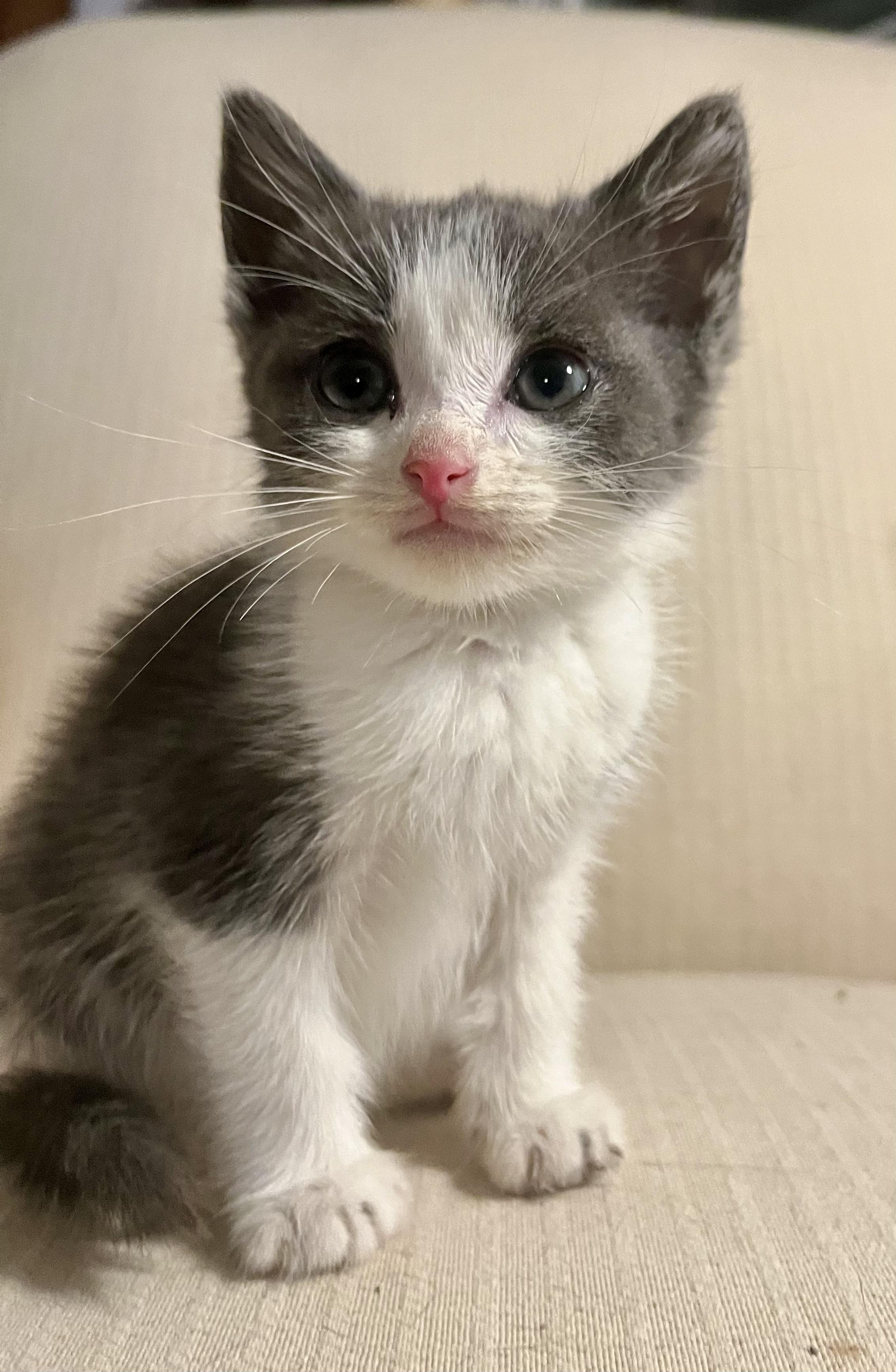 Enlarge Pebbles, a Adoptable Tuxedo in Bethel, CT image 2/5