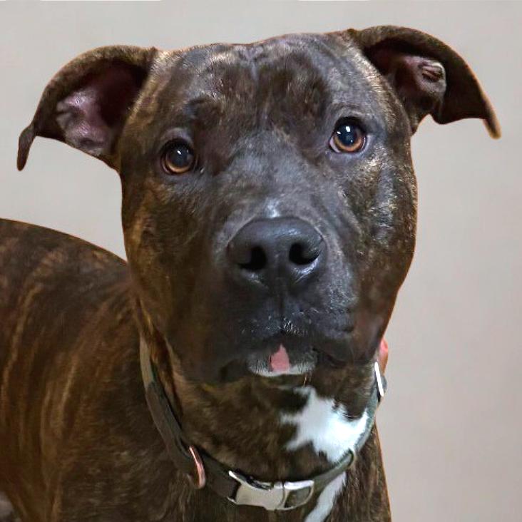 Keebler — thumbnail 2