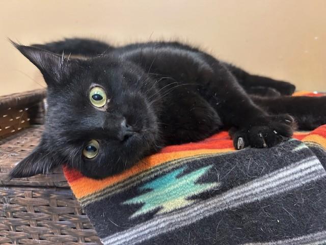 Enlarge Sabbath, a Adoptable Domestic Short Hair in Chicago, IL image 2/5