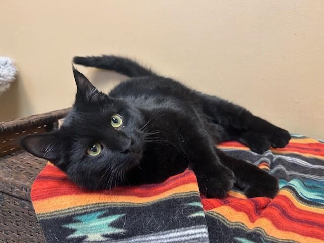 Enlarge Sabbath, a Adoptable Domestic Short Hair in Chicago, IL image 3/5