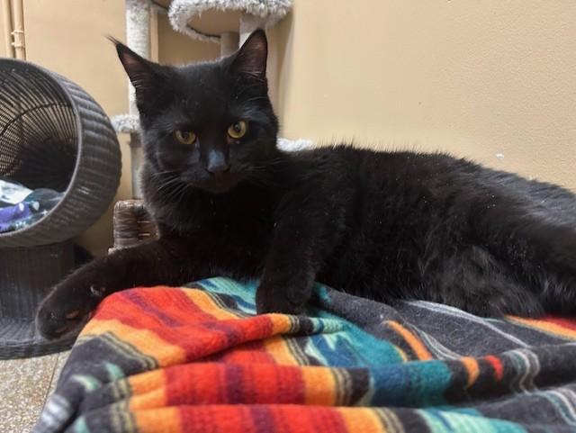 Enlarge Sabbath, a Adoptable Domestic Short Hair in Chicago, IL image 1/5