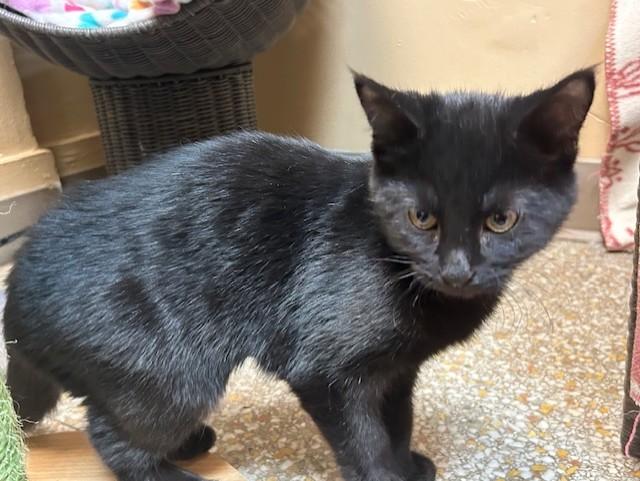 Enlarge Sabbath, a Adoptable Domestic Short Hair in Chicago, IL image 2/2