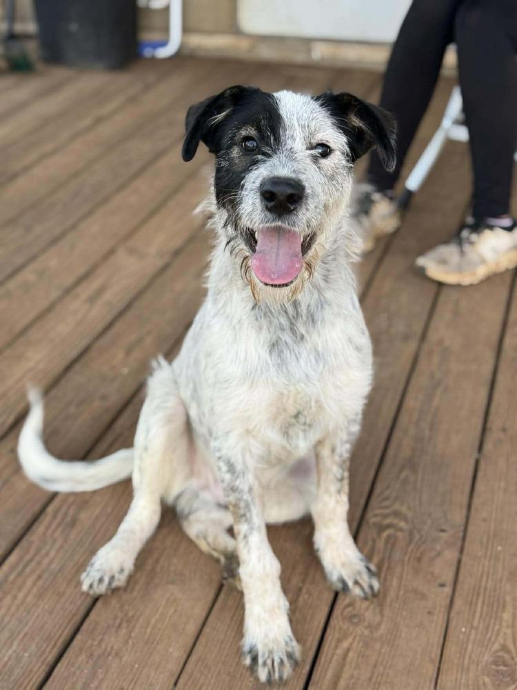 McLuvin, Adoptable, Young Male Mixed Breed.