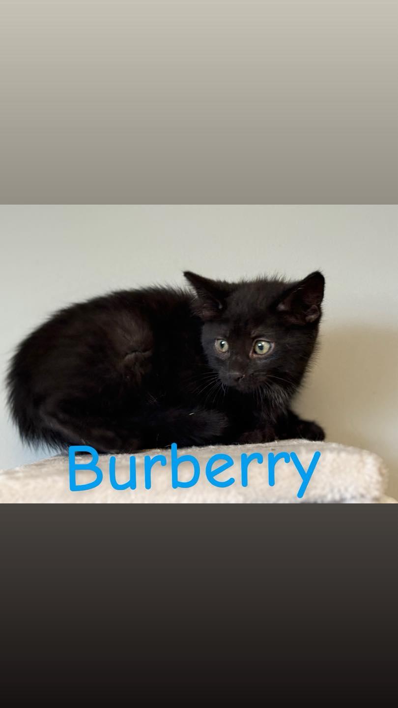 Burberry, Baby Male Domestic Short Hair