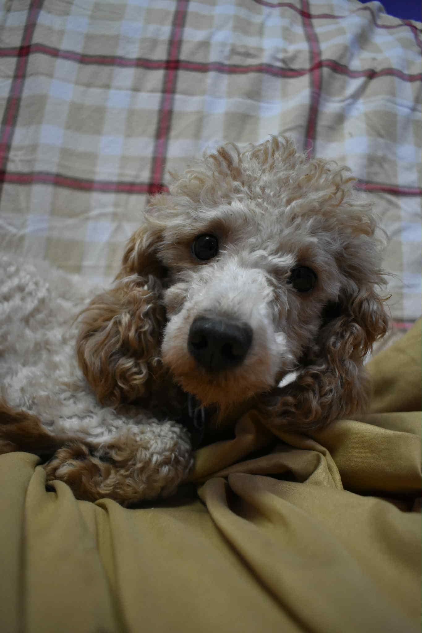 Enlarge Poodley Doots, an adoptable mixed breed in Altoona, PA image 1/1