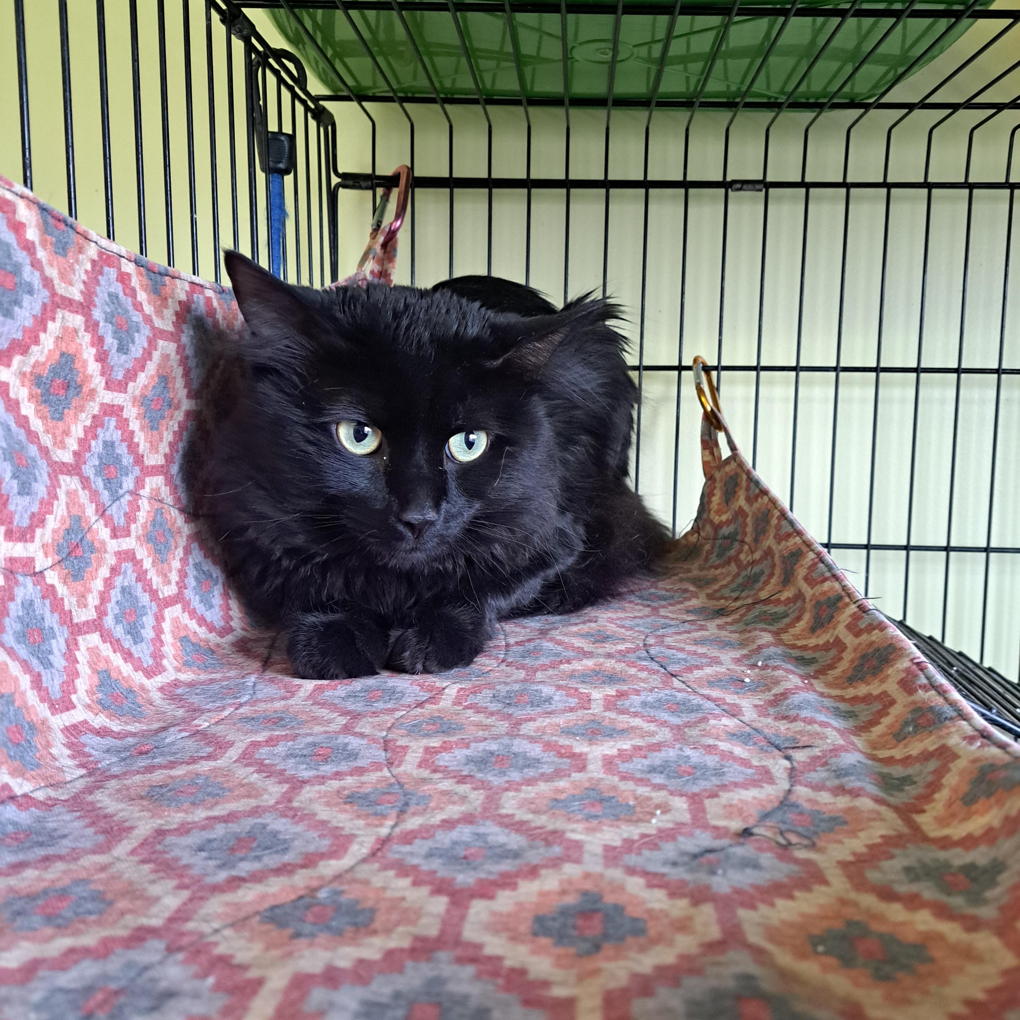 Enlarge Mystic, a ADOPTABLE Domestic Long Hair in Lawrenceburg, KY image 1/4