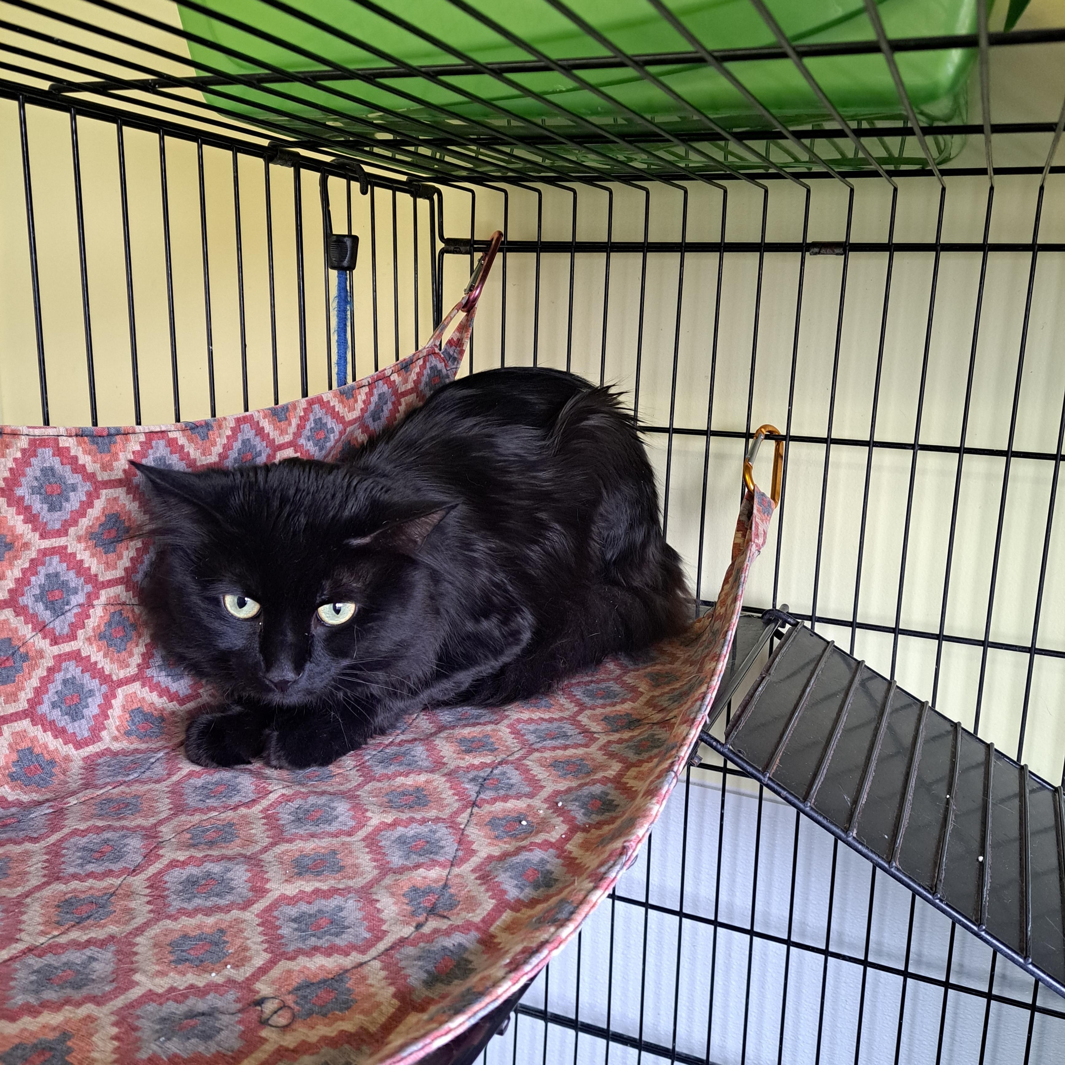 Enlarge Mystic, a ADOPTABLE Domestic Long Hair in Lawrenceburg, KY image 4/4