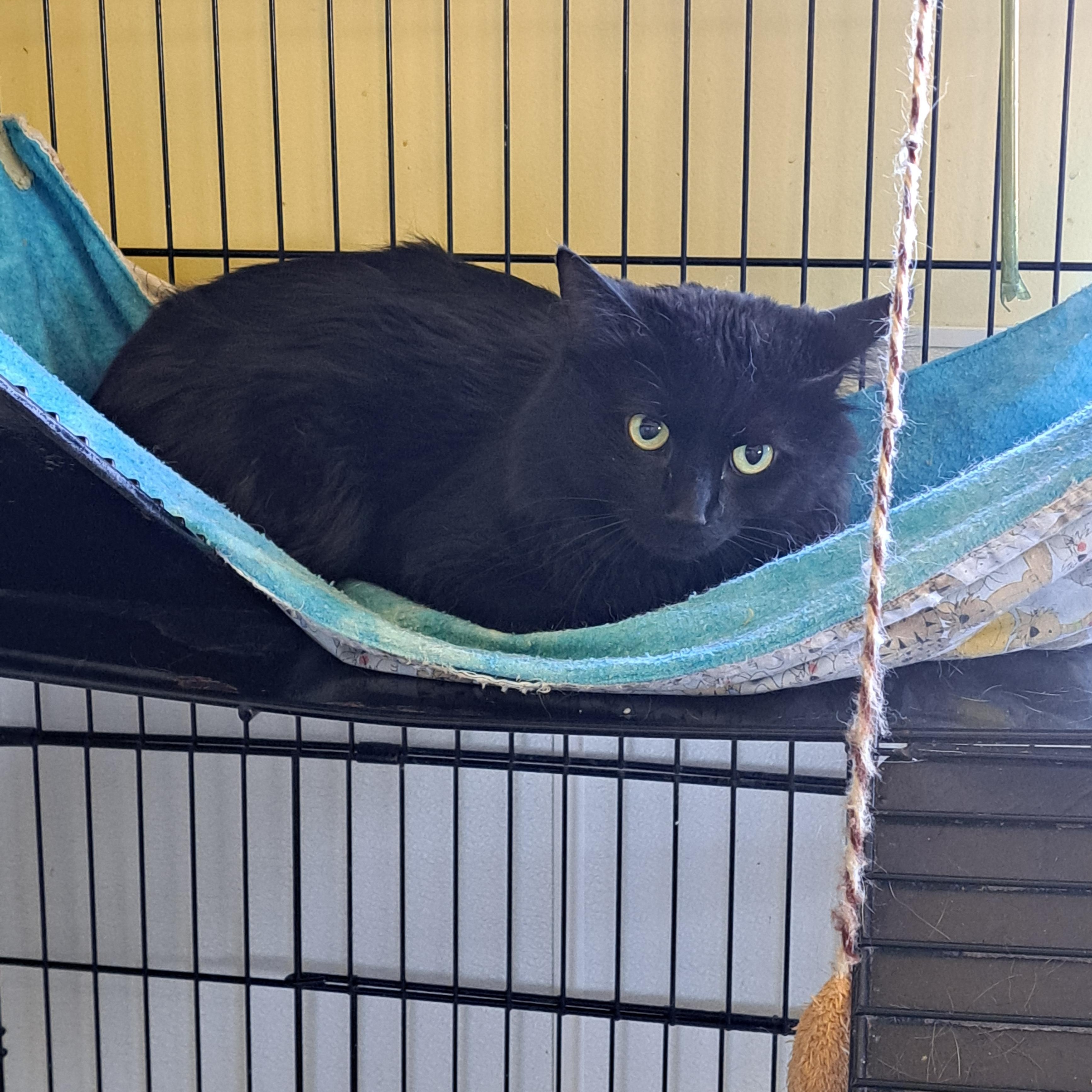 Enlarge Mystic, a ADOPTABLE Domestic Long Hair in Lawrenceburg, KY image 3/4