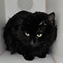 Enlarge Mystic, a ADOPTABLE Domestic Long Hair in Lawrenceburg, KY image 2/4