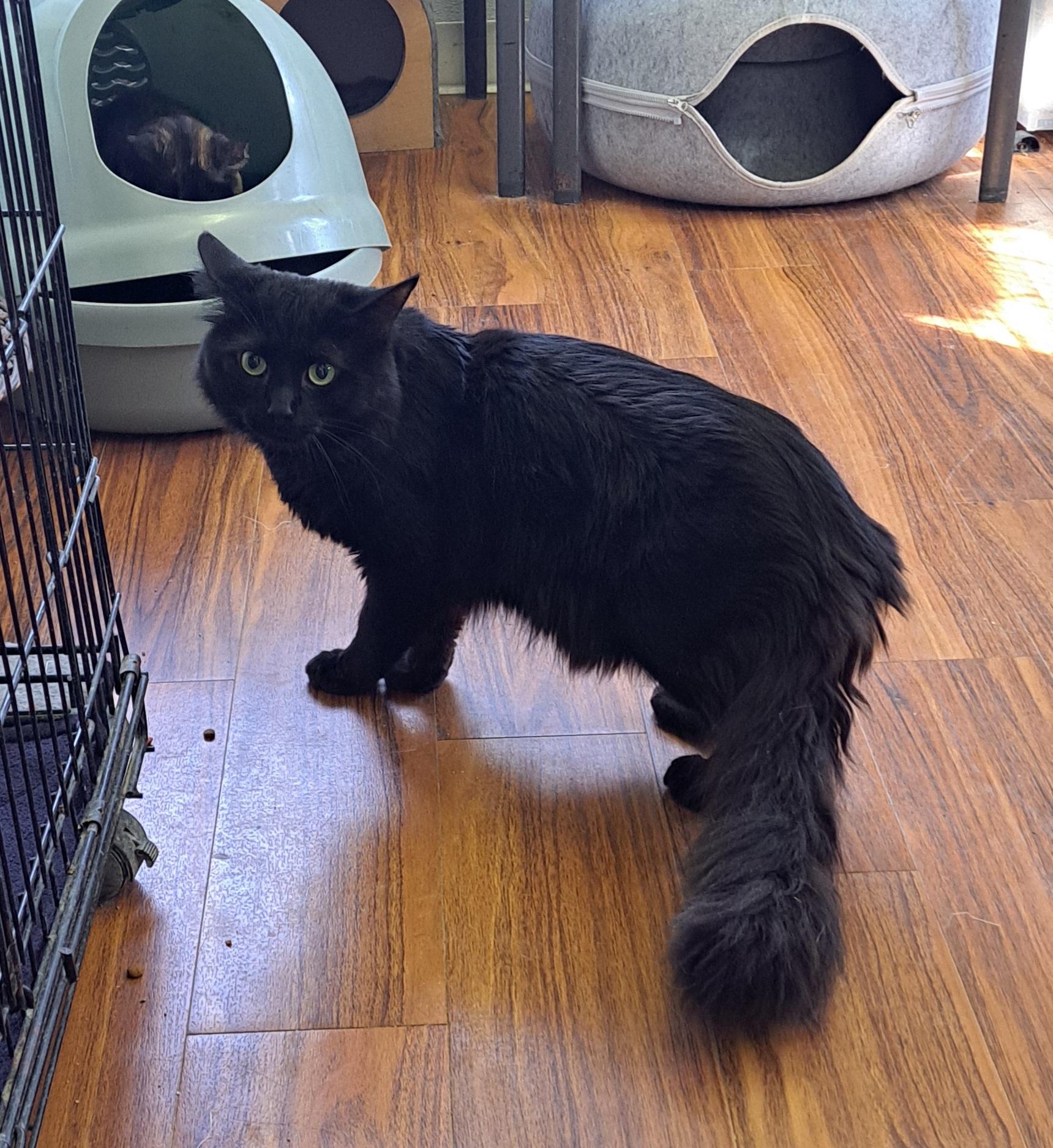Mystic, ADOPTABLE, Adult Male Domestic Long Hair.