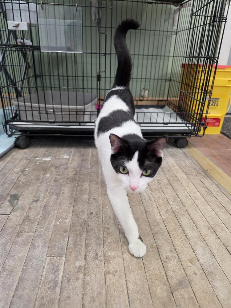 Enlarge Marge, a Adoptable Domestic Short Hair in Wild Rose, WI image 1/3