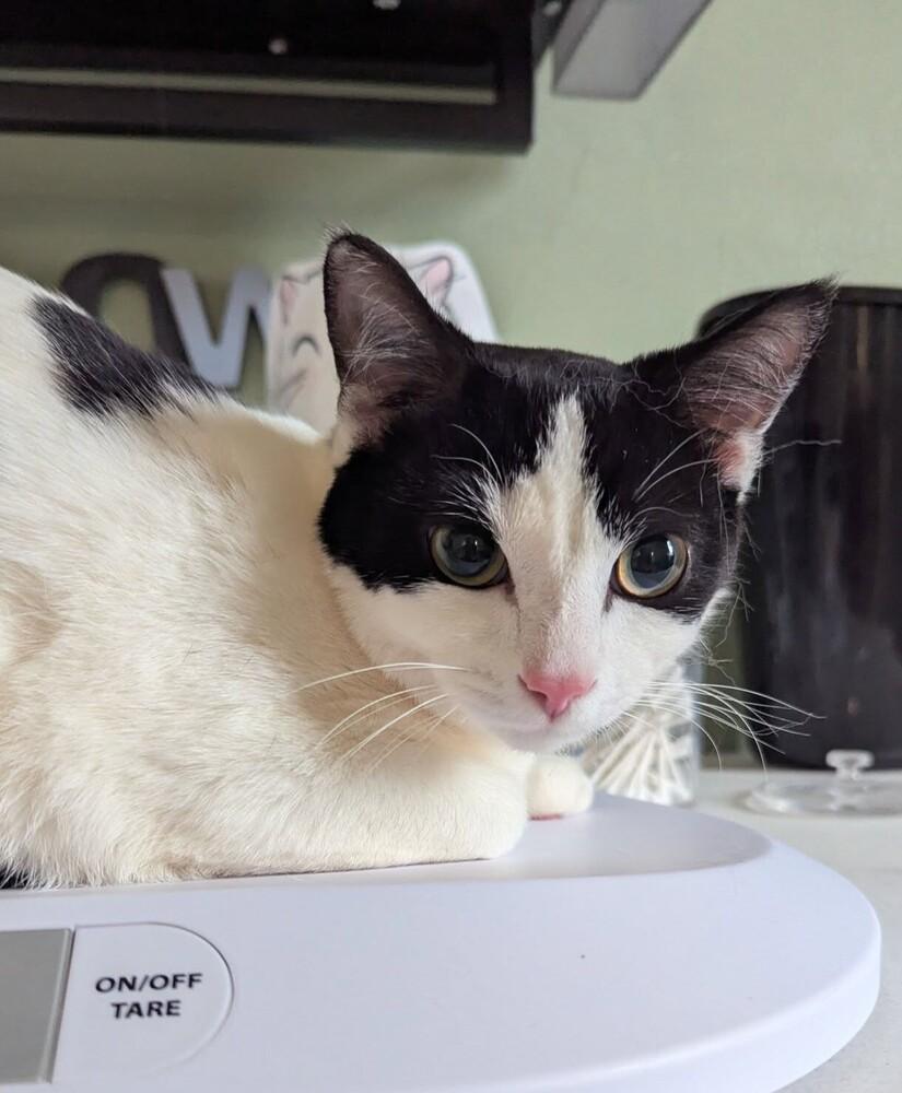 Enlarge Marge, a Adoptable Domestic Short Hair in Wild Rose, WI image 2/3