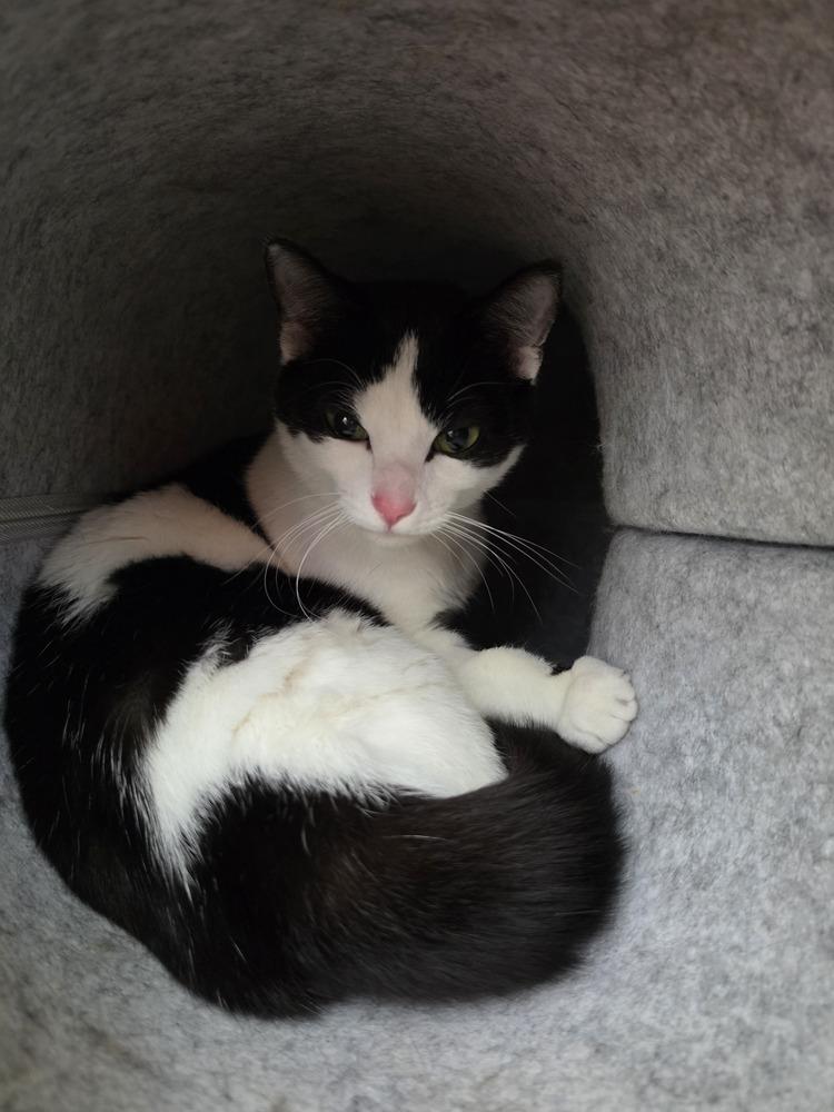 Enlarge Marge, a Adoptable Domestic Short Hair in Wild Rose, WI image 3/3