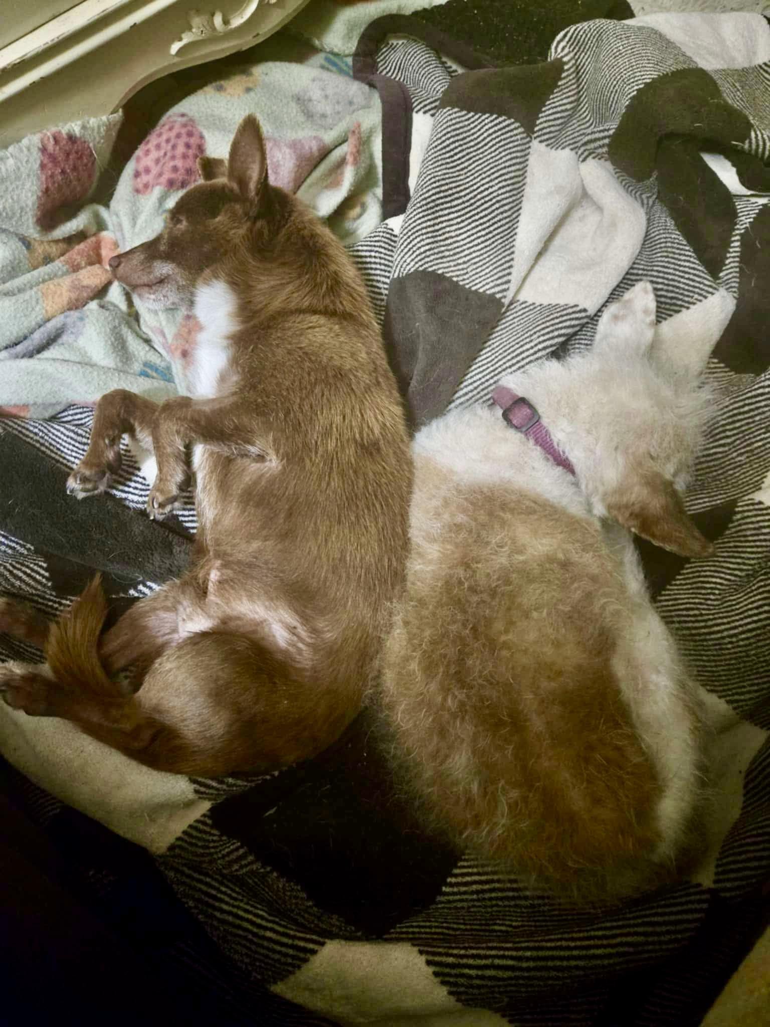 Riggs, an adoptable Chihuahua in Roseburg, OR, 97471 | Photo Image 3