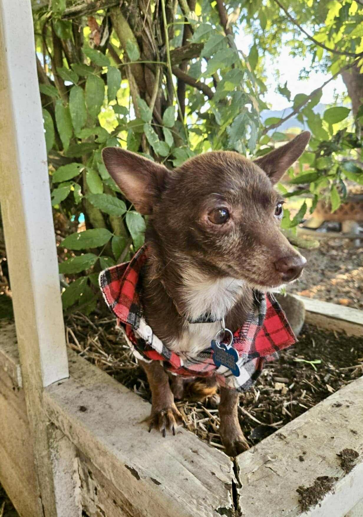 Riggs, a Adoptable mixed breed in Roseburg, OR image 1/5