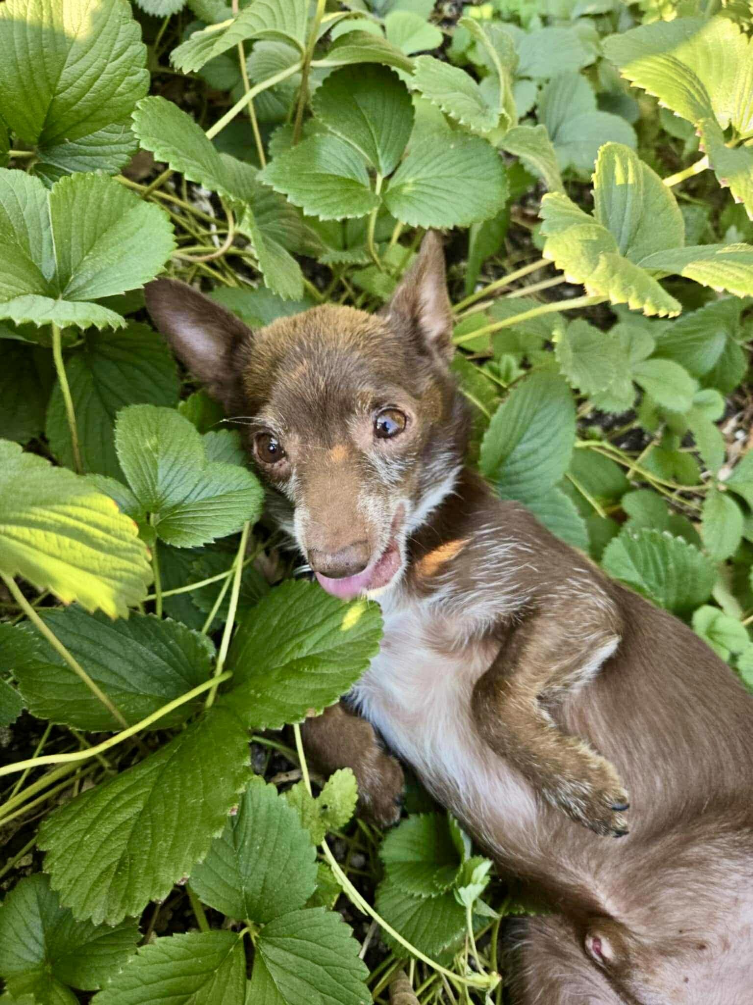 Riggs, a Adoptable mixed breed in Roseburg, OR image 5/5