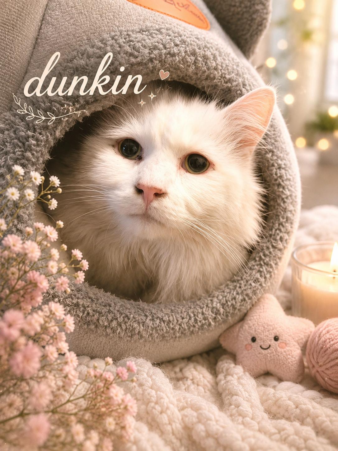 Enlarge Dunkin , a ADOPTABLE Domestic Long Hair in Orleans, VT image 1/1