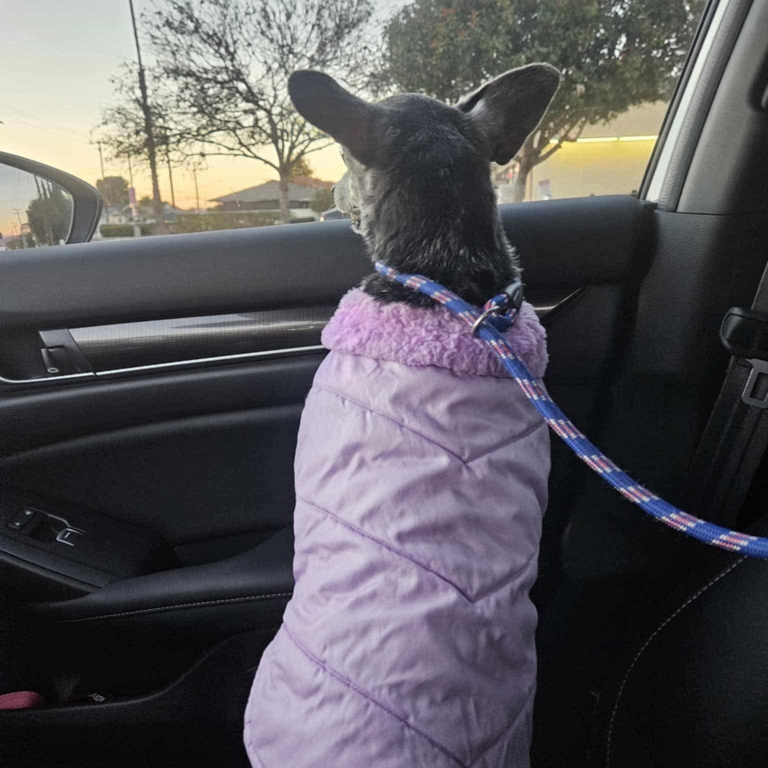 Tinny boy, a Adoptable mixed breed in Saint Helens, OR image 3/6