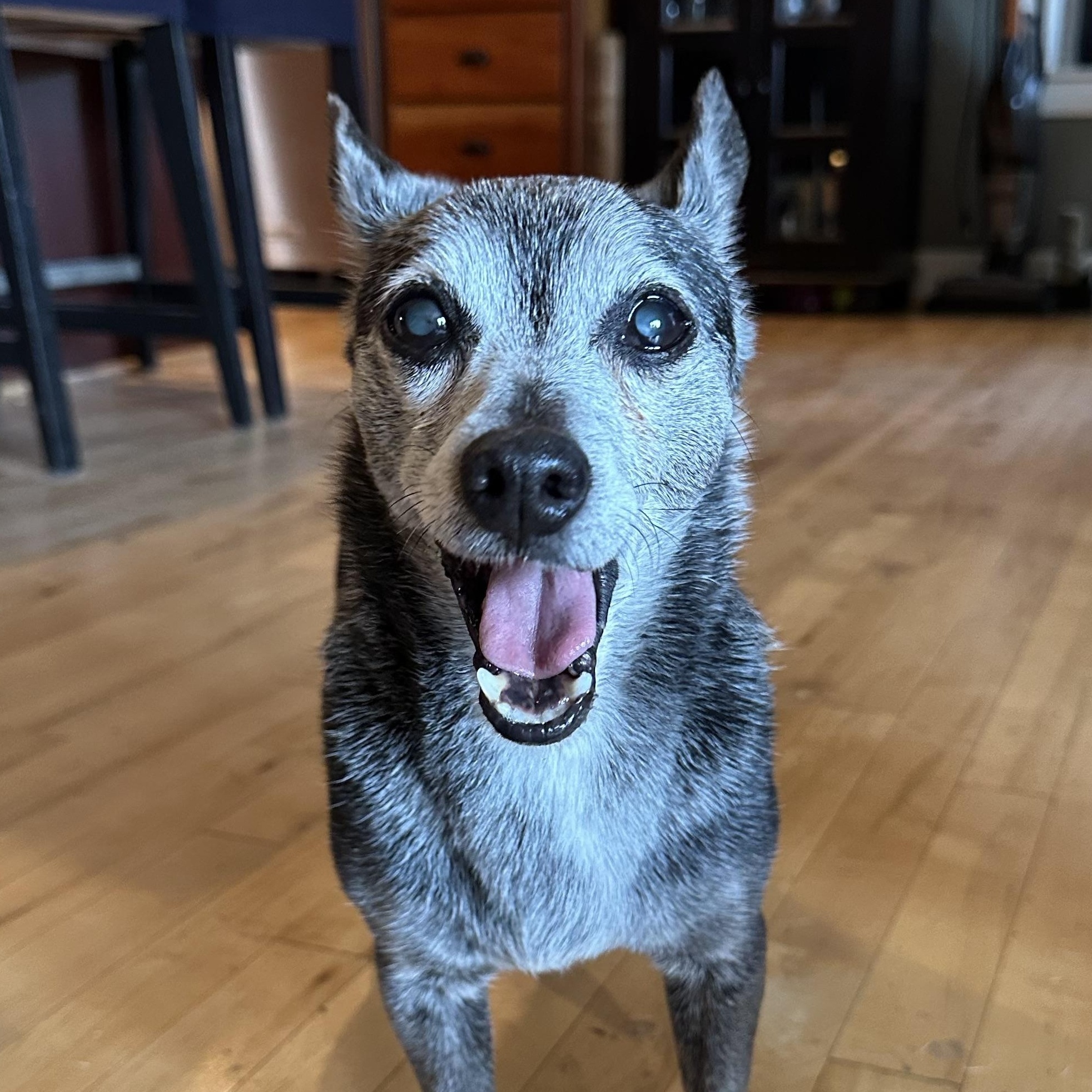 Tinny boy, a Adoptable mixed breed in Saint Helens, OR image 2/6