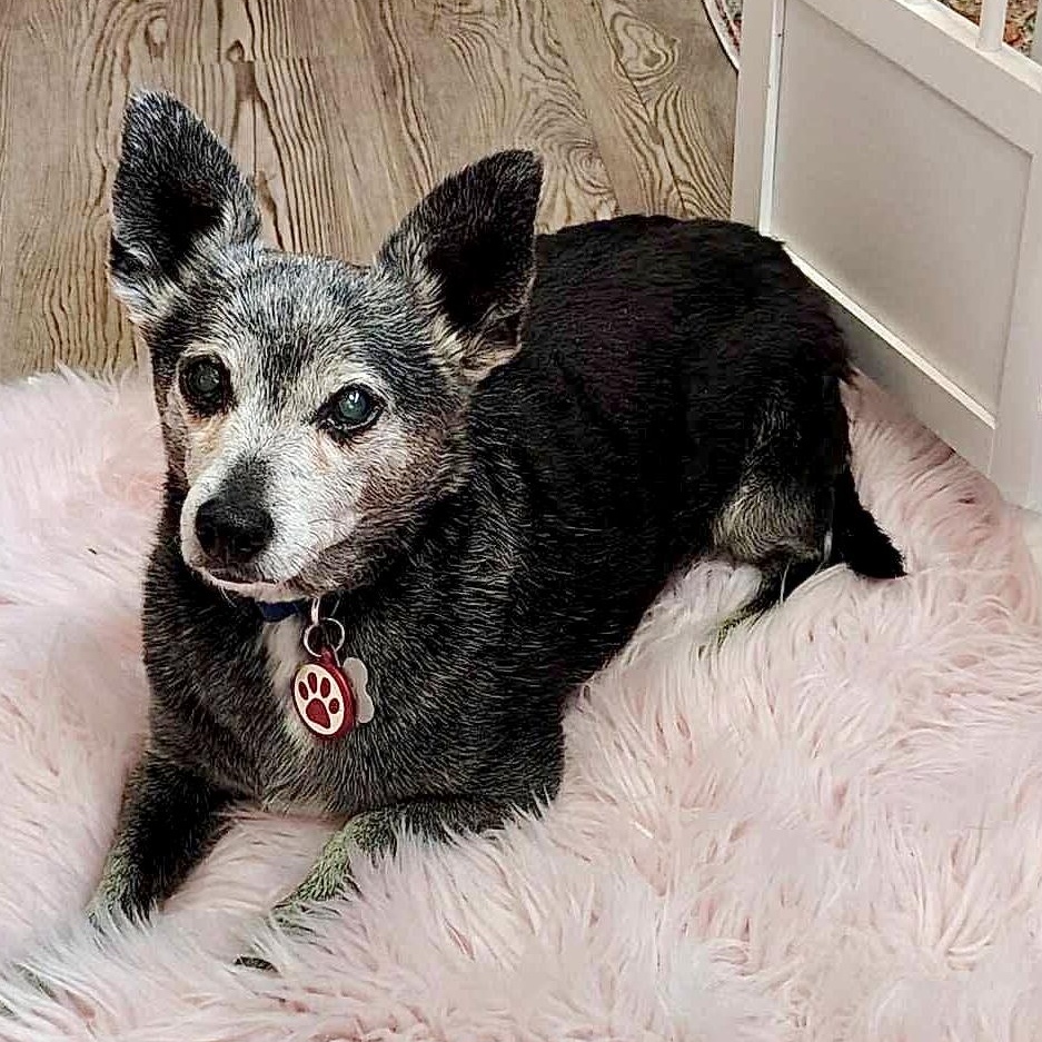 Tinny boy, a Adoptable mixed breed in Saint Helens, OR image 4/6