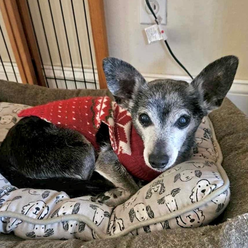 Tinny boy, Adoptable, Senior Male Chihuahua & Terrier.