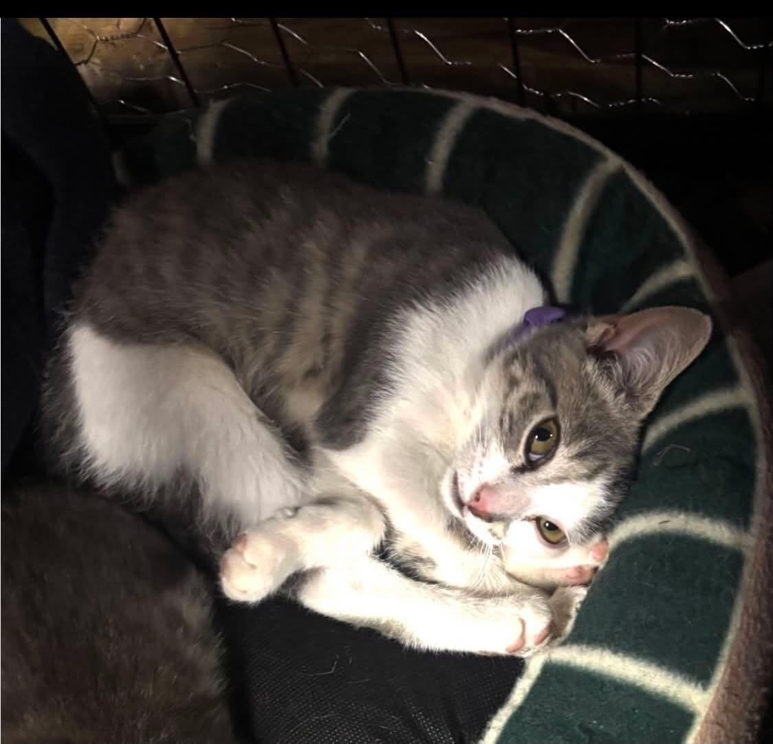Enlarge Rain, a Adoptable Domestic Short Hair in Lewistown, PA image 1/3