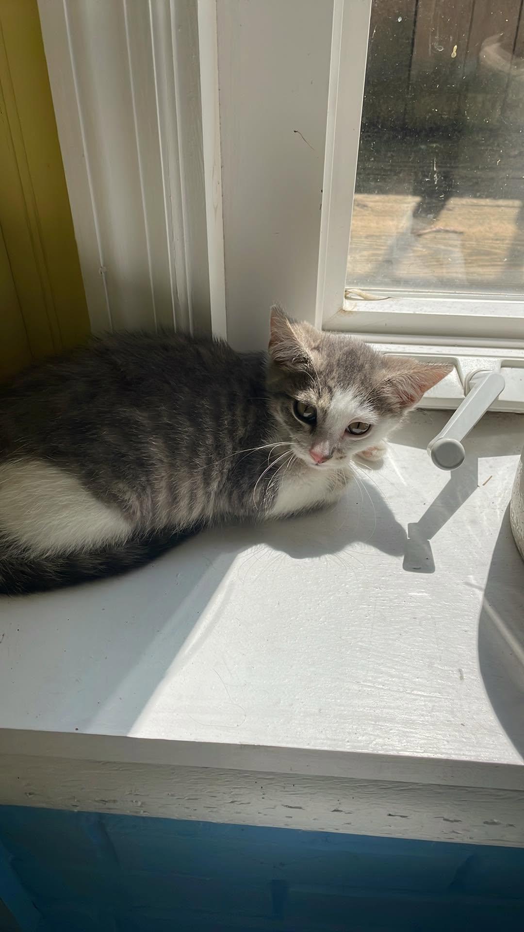Enlarge Rain, a Adoptable Domestic Short Hair in Lewistown, PA image 2/3