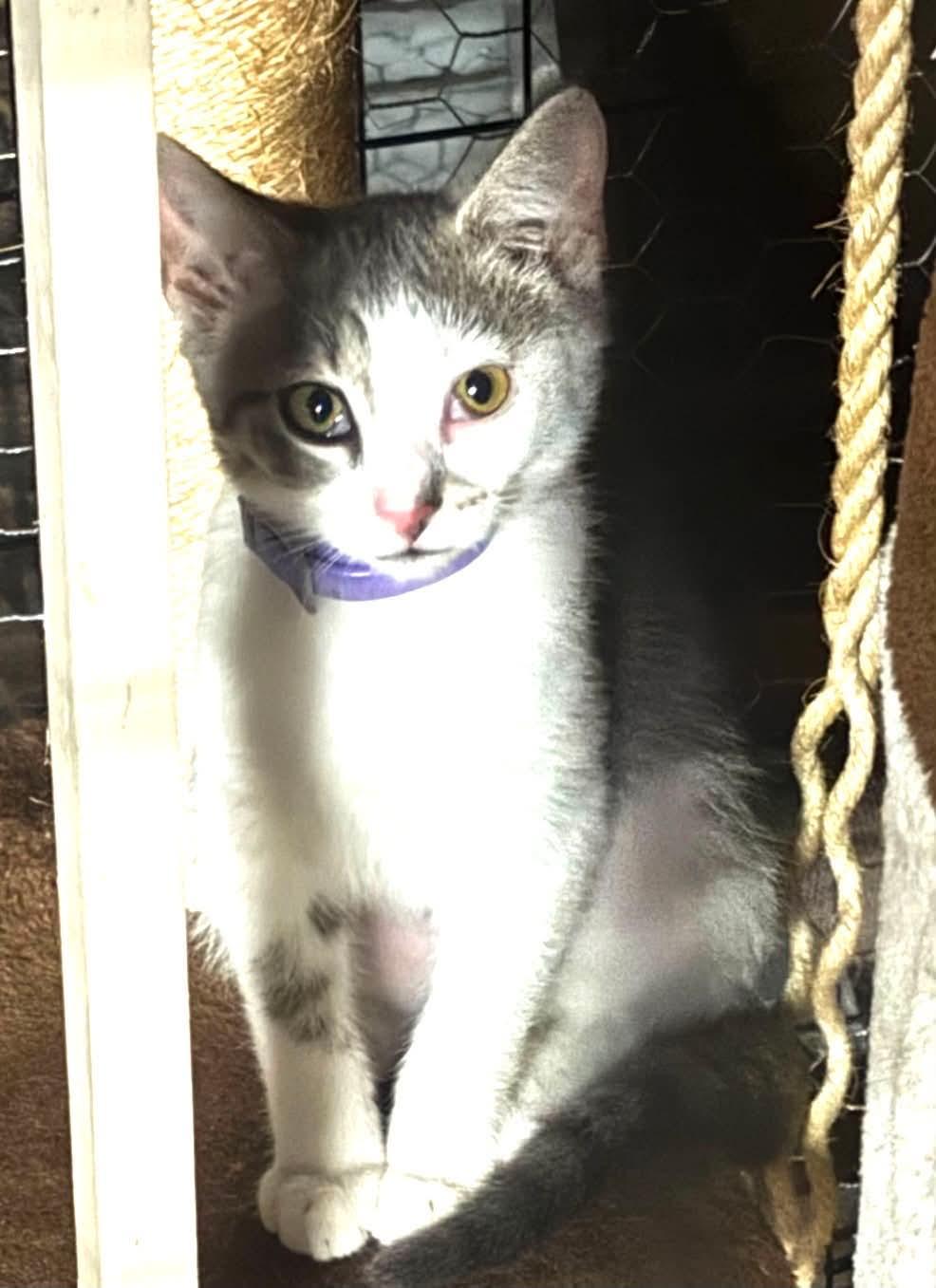 Enlarge Rain, a Adoptable Domestic Short Hair in Lewistown, PA image 3/3