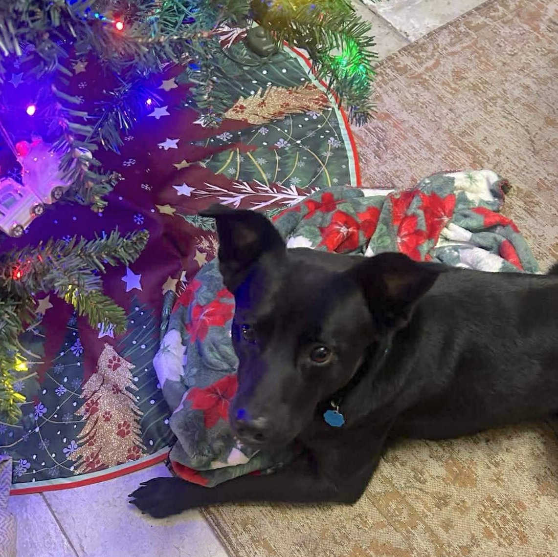 Enlarge Luke, a Adoptable mixed breed in Providence, RI image 6/6