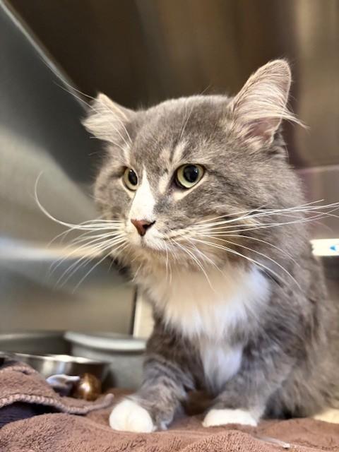 Asher, ADOPTABLE, Adult Male Domestic Long Hair.