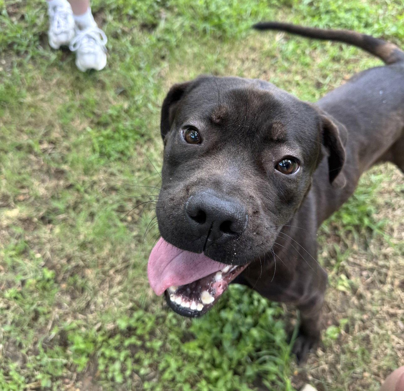 Jonas, a Adopted mixed breed in Houston, TX image 1/3