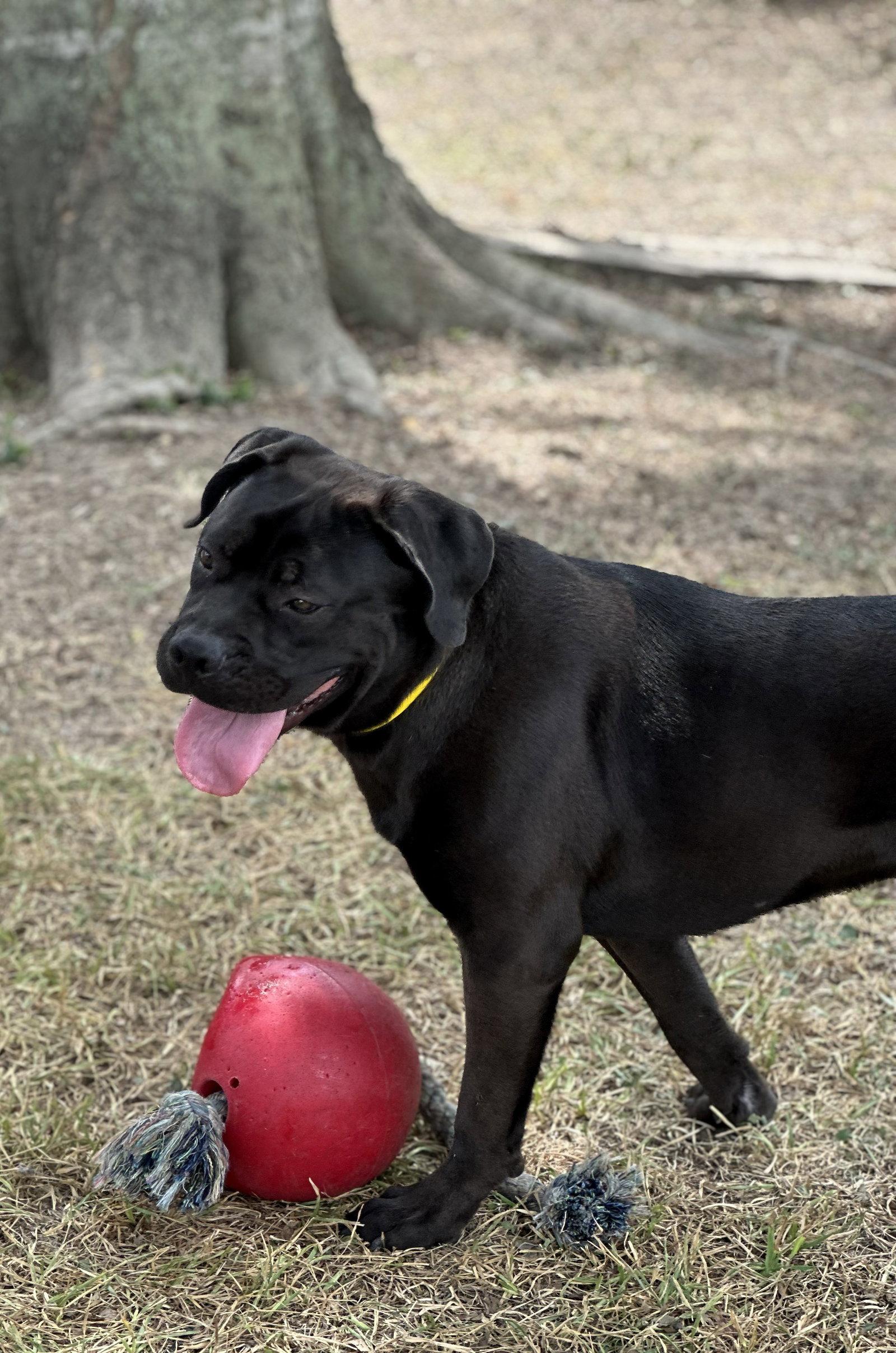 Jonas, Adopted, Young Male Labrador Retriever & Boxer.