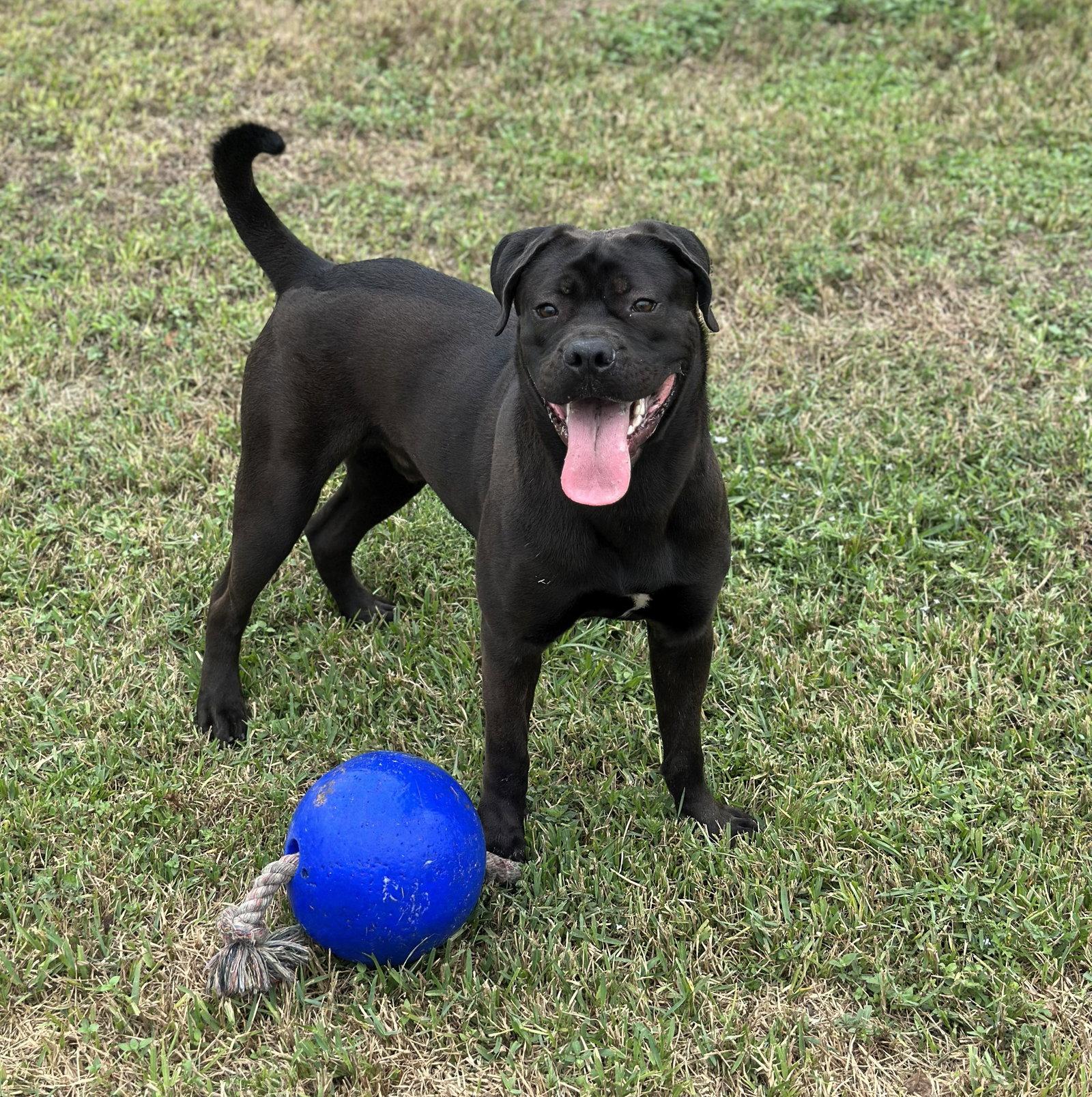 Enlarge Jonas, a Adopted mixed breed in Houston, TX image 2/3
